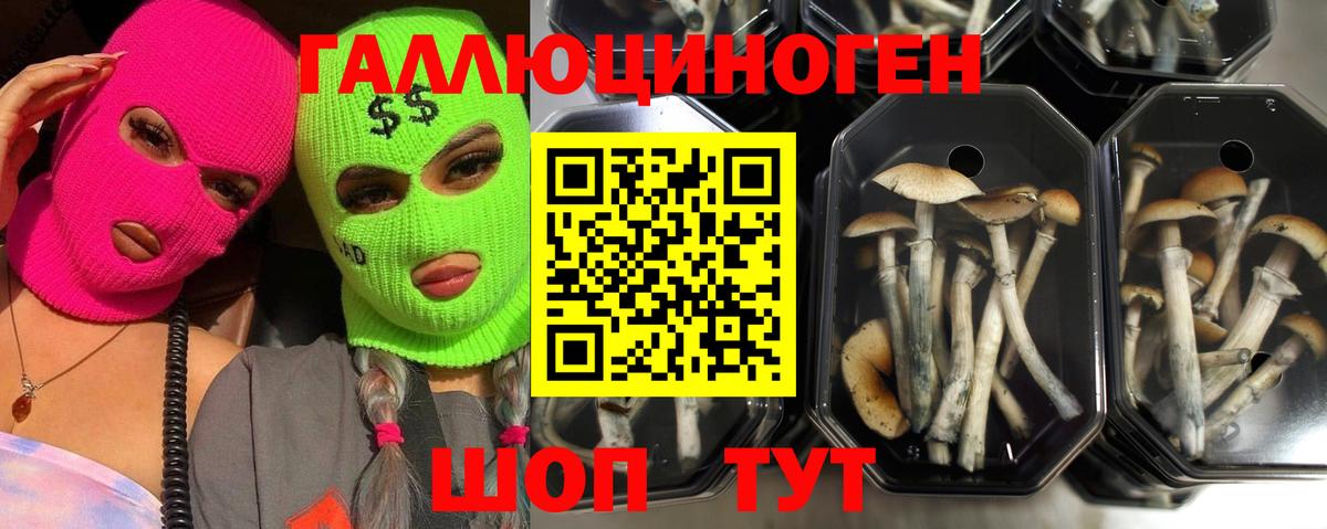 Псилоцибиновые грибы прущие грибы Алейск